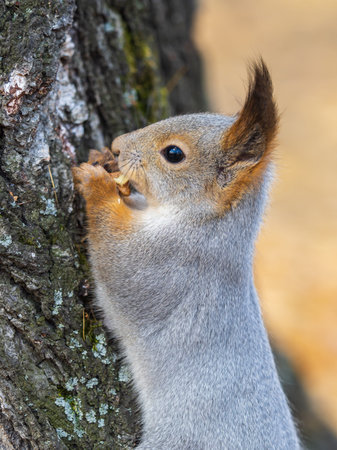 The squirrel with nut sits on a branch in the spring or summer. Portrait of the squirrel close-up....
