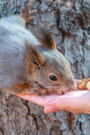 A squirrel in the autumn eats nuts from a human hand. Eurasian red squirrel, Sciurus vulgaris.の写真素材