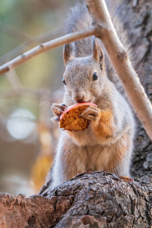 The squirrel with nut sits on tree in the autumn. Eurasian red squirrel, Sciurus vulgaris. Portrait of a squirrel in autumnの写真素材