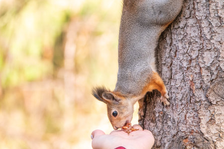 A squirrel in the autumn eats nuts from a human hand. Eurasian red squirrel, Sciurus vulgaris.の写真素材