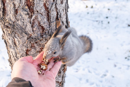 Squirrel in the winter eating nuts from a man's hand. Caring for animals in winter or autumn. Eurasian red squirrel, Sciurus vulgarisの写真素材