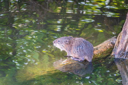 Portrait of a muskrat, ondatra zibethicus, rodent found in wetlands. Muskrat, Ondatra zibethicus, water rodent in natural habitat.の写真素材