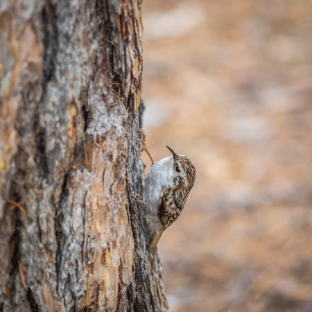 Little bird Eurasian treecreeper crawling on a tree. Cute interesting forest bird Treecreeper. Nature background. The Eurasian treecreeper or common treecreeper, lat. erthia familiarisの写真素材
