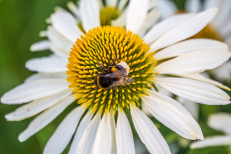 A closeup shot of a bee collecting pollen on a white echinacea flower. A Bumblebee on a white Echinacea flower in a garden setting, with a natural green background.の写真素材
