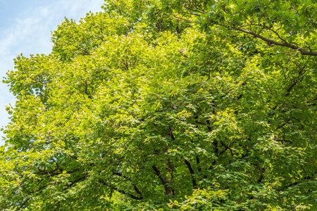Nature of green leaf in garden at summer. Natural green leaves plants using as spring background...