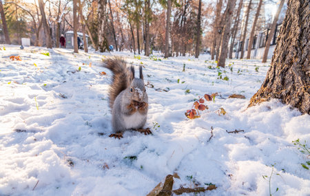 The squirrel in winter sits on white snow. Eurasian red squirrel, Sciurus vulgarisの写真素材