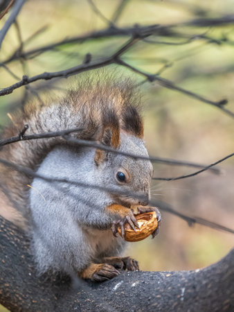 The squirrel with nut sits on tree in the autumn. Eurasian red squirrel, Sciurus vulgaris. Portrait...