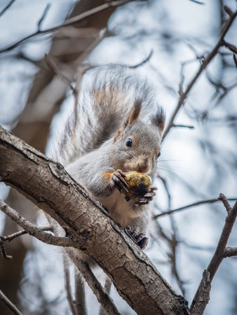 The squirrel with nut sits on tree in the autumn. Eurasian red squirrel, Sciurus vulgaris. Portrait...
