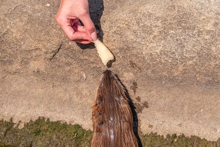 Muskrat eats bread from human hand. Human hand is feeding Muskrat, Ondatra zibethicus, rodent in...