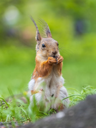 Squirrel eats a nut while sitting in green grass. Eurasian Red squirrel, Sciurus vulgaris, sitting...