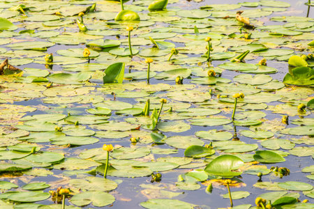 Yellow water lily flower, Nuphar lutea, blooming yellow among the green leaves on the water of the...