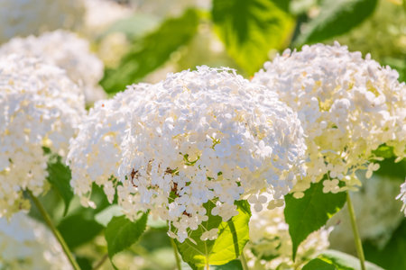 Lush white and yellow hydrangea flowers in summer. White and yellow flowers with blurred background....
