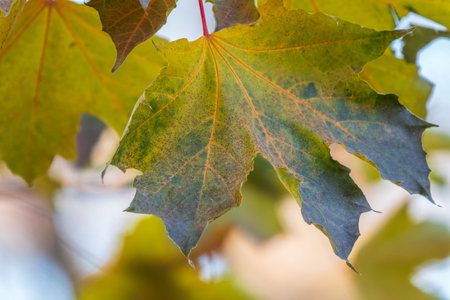 Maple branches with yellow leaves in autumn, in the light of sunset. Dry autumnal leaves background,...