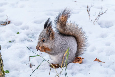 The squirrel in winter sits on white snow. Eurasian red squirrel, Sciurus vulgaris