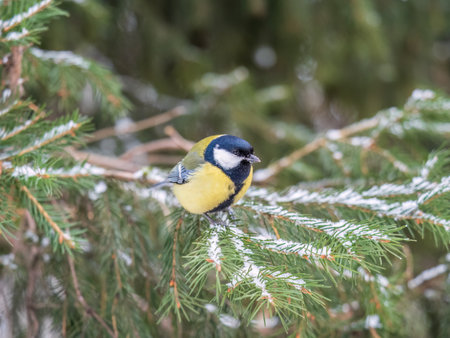 Cute bird Great tit, songbird sitting on the fir branch with snow in winter. Parus majorの写真素材