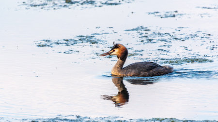 The waterfowl bird Great Crested Grebe swimming in the calm lake. The great crested grebe, Podiceps...