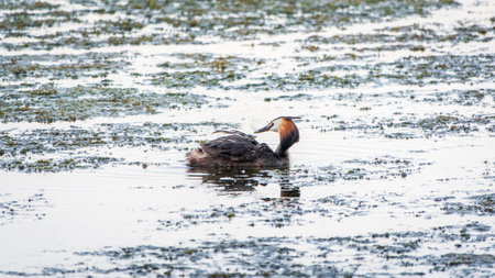 The water bird Great crested Grebe swimming in the lake, and its cute babies riding on its back. The great crested grebe, Podiceps cristatus, is a member of the grebe family of water birds.の写真素材