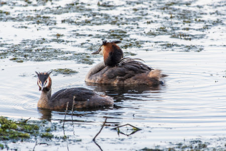 Two waterfowl birds Great Crested Grebes swim in the lake. The great crested grebe, Podiceps cristatus, is a member of the grebe family of water birds.の写真素材