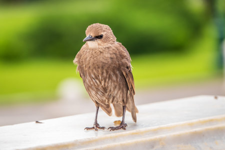 The common starling or Sturnus vulgaris or the European starling is a medium-sized passerine bird in the starling family, Sturnidae. Sitting on the fence in the garden in springtime.の写真素材