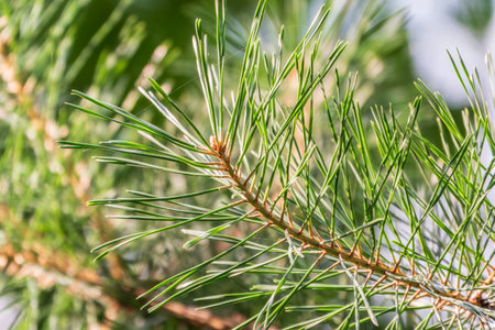 Closeup photo of green needle pine tree. Small pine cones at the end of branches. Blurred pine...