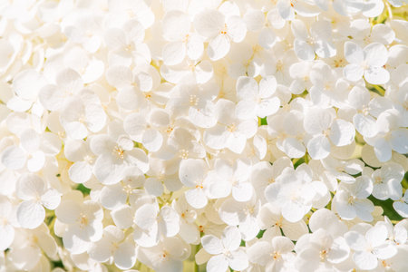 Lush white and yellow hydrangea flowers in summer. White and yellow flowers with blurred background....