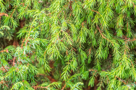 Bright green juniper branches illuminated by the sun. Juniper bush in autumn. Green natural...