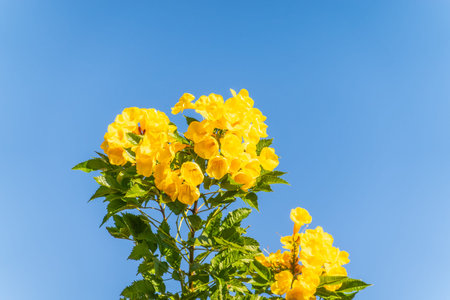 Tecoma stans yellow flowers close-up, yellow trumpetbush, yellow bells, yellow elder, green leaves,...