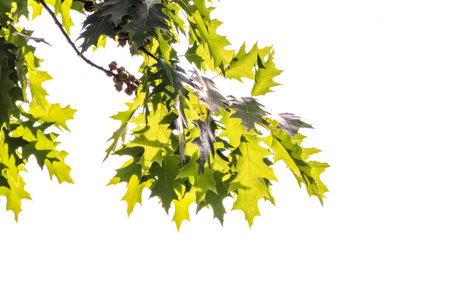 Branches of the northern red oak with green serrated leaves, summer background. Fresh oak leavesの写真素材