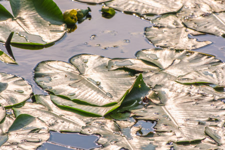 Yellow water lily flower, Nuphar lutea, blooming yellow among the green leaves on the water of the lake. Yellow water flowers in lake, aquatic ecosystemの写真素材
