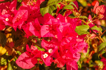 Bougainvillea, Paper flower Bougainvillea hybrida soft focus with blurry background. Exotic, beautiful small purple bougainvillea flower.の写真素材