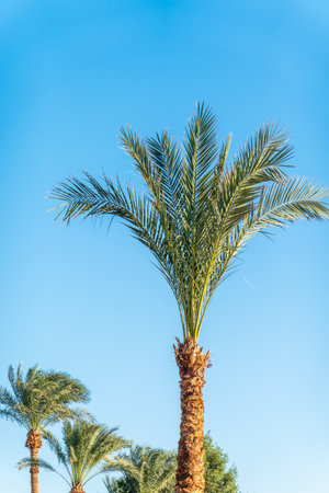 Palm tree with green leaves on blue background. Palm Trees - Perfect palm trees against a beautiful blue skyの写真素材