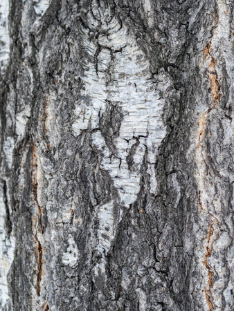 The texture of the birch bark. Birch bark backgroundの写真素材