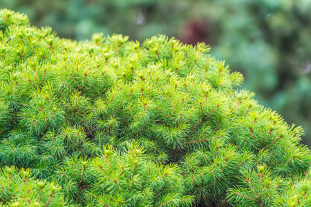 Fir branches in the sunset light. Spruce branches on green background. Background of Christmas tree...