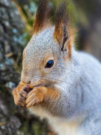 The squirrel with nut sits on a branch in the spring or summer. Portrait of the squirrel close-up. Eurasian red squirrel, Sciurus vulgarisの写真素材