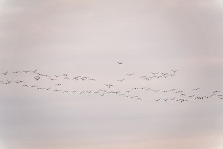 Flying cranes flock against blue sky. Silhouette of birds flying over wheat field at sunsetの写真素材