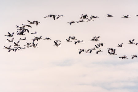 Flying cranes flock against blue sky. Silhouette of birds flying over wheat field at sunsetの写真素材