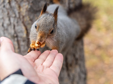 A squirrel in the autumn eats nuts from a human hand. Eurasian red squirrel, Sciurus vulgaris.の写真素材