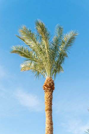 Palm tree with green leaves on blue background. Palm Trees - Perfect palm trees against a beautiful blue skyの写真素材