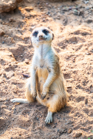 Meerkat, Suricata suricatta, on hind legs. Portrait of meerkat standing on hind legs with alert expression. Portrait of a funny meerkat sitting on its hind legs and watching out for enemiesの写真素材