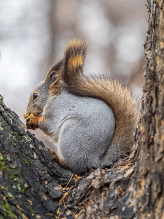 The squirrel with nut sits on tree in the autumn. Eurasian red squirrel, Sciurus vulgaris. Portrait...