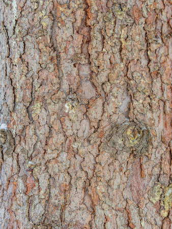 Bark texture and background of an old fir tree trunk. Detailed bark texture.