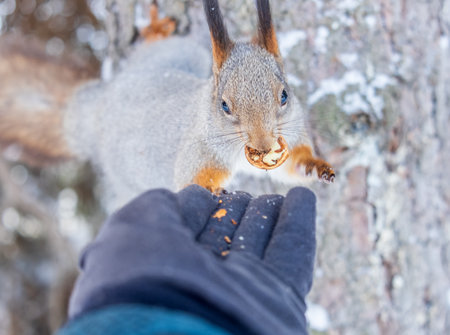 Squirrel in the winter eating nuts from a man's hand. Caring for animals in winter or autumn. Eurasian red squirrel, Sciurus vulgarisの写真素材