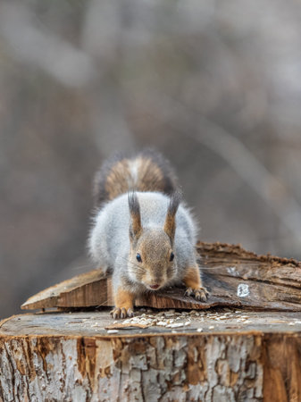 A squirrel sits on a stump and eats nuts in autumn. Eurasian red squirrel, Sciurus vulgaris
