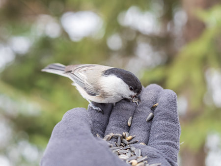 A willow tit sits on hand and eats seeds. Hungry bird willow tit eating seeds from a hand in winter or autumn. Caring for animals in winter or autumn.の写真素材