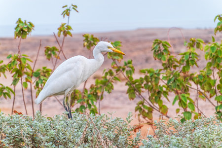 Western cattle egret (Bubulcus ibis) in winter plumage hunting for insects on the lawn.の写真素材