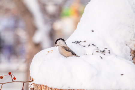 Willow Tit sitting on snowy tree stump. Winter Park, covered with fresh snowの写真素材