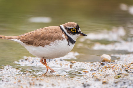 Little ringed plover in natural habitat. Portrait of Little ringed plover, bird standing on lake...