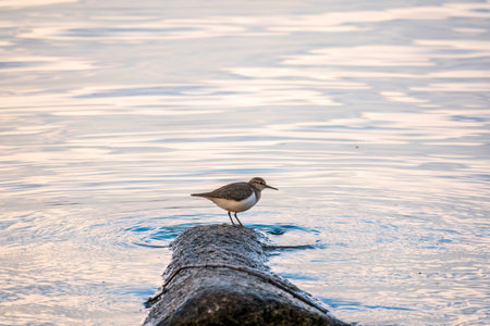 Common sandpiper, Actitis hypoleucos, resting lake shore under raindrops. The common sandpiper, Actitis hypoleucos, is a small Palearctic waderの写真素材