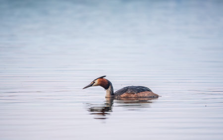 The waterfowl bird Great Crested Grebe swimming in the calm lake. The great crested grebe, Podiceps cristatus, is a member of the grebe family of water birds.の写真素材