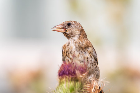 European goldfinch with juvenile plumage, feeding on the seeds of thistles. Juvenile European goldfinch or simply goldfinch, latin name Carduelis carduelis, Perched on a Branch of thistleの写真素材